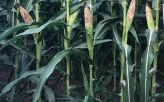 米糯1157玉米種簡介，種植密度不宜過大