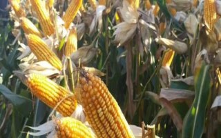 鴻基819玉米種簡介，出苗至成熟127天