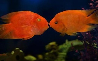 鸚鵡魚一直待在角落的原因，水溫水質(zhì)不佳、水中氧氣不足等因素均會導(dǎo)致