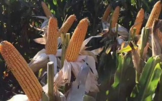 永優(yōu)1573玉米種子特征特性，該品種為高淀粉玉米品種