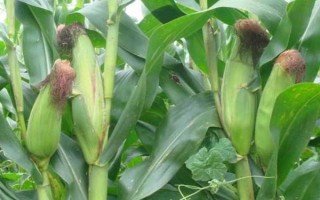 群策128玉米種子特征特性，每畝種植3200株