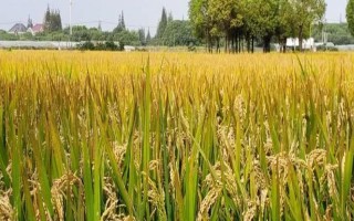 陜農(nóng)優(yōu)206水稻種子簡介，后期注意防治稻縱卷葉螟