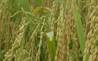 功兩優(yōu)2號水稻種子簡介，每畝有效穗數(shù)16.8萬穗