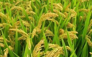 全兩優(yōu)鄂豐絲苗水稻品種簡(jiǎn)介，生育期132.2天