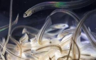 柳葉鰻的生活習(xí)性，在幼體或成體期單獨生活