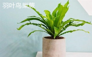 鳥巢蕨有哪些主要品種，有灣鳥巢蕨、羽葉鳥巢蕨等