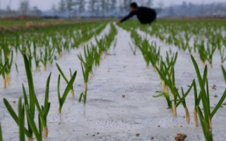 覆膜大蒜高產(chǎn)栽培技術，一般先播種后蓋膜