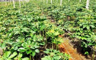 重樓種植誤區(qū)，避免選錯(cuò)土壤、種植時(shí)間和管理方式