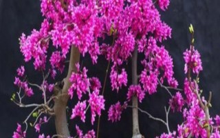 紫荊花秋季能修剪嗎，天氣暖和適合修剪