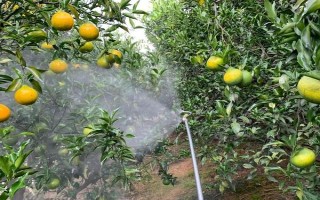 柑橘煤污病的發(fā)病特點(diǎn)，在葉片、枝梢及果實(shí)的表面有黑色的煤污斑