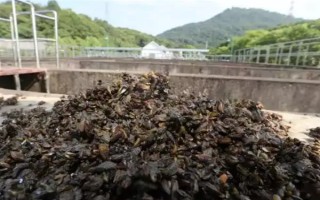 海瓜子怎么養(yǎng)殖，排干水塘再將種苗均勻撒在塘面上