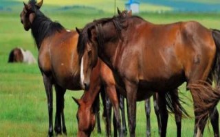 三河馬是什么馬，是優(yōu)良的乘挽兼用型馬