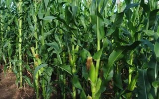 金湘甜5號(hào)玉米種子簡(jiǎn)介，7月中旬至8月初播種