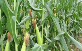 景陽336玉米品種的特性，4月中上旬播種