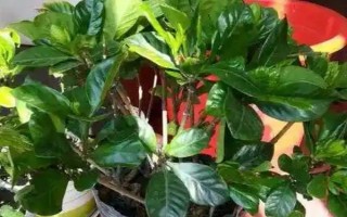 梔子花春天的養(yǎng)殖方法，春天要讓其有充足的水肥