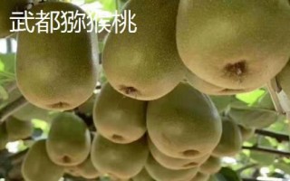 甘肅隴南市的特產(chǎn)水果，武都獼猴桃均屬野生