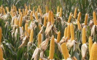 京科968玉米種子簡(jiǎn)介，4月下旬至5月上旬播種