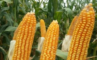 中農(nóng)甜2號玉米種子特征特性，適宜播種期5月初至6月中旬