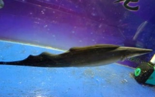 反天刀魚(yú)好不好養(yǎng)，飼養(yǎng)難度較大