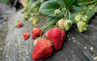草莓哪個季節(jié)成熟，一般為夏季6-7月份
