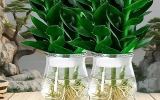 觀音竹水培方法，使用的水越純凈越好
