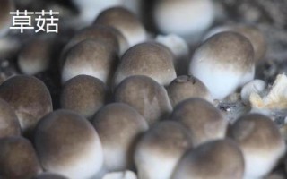 南方適合種植哪些菇類，竹蓀、黑木耳、草菇等