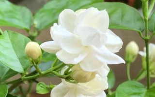 茉莉花花期有多長，可以從5月持續(xù)到8月