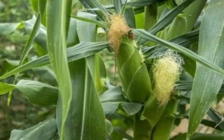 友玉717玉米品種的特性，全生育期130天