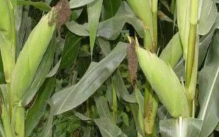 荃玉898玉米種簡(jiǎn)介，高抗大斑病