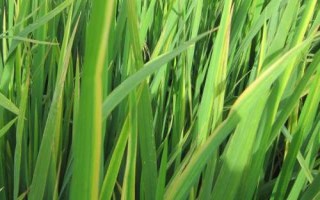 龍稻185水稻種子簡(jiǎn)介，播種期4月10日