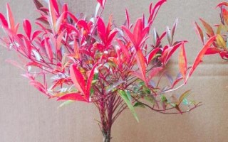 南天竹是什么植物，是常綠小灌木