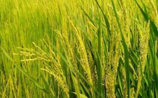 苑豐818水稻種子特征特性，全生育期161天