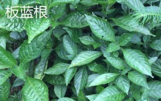 春季適合種什么藥材，需結(jié)合當(dāng)?shù)氐耐寥馈夂虻葪l件進(jìn)行