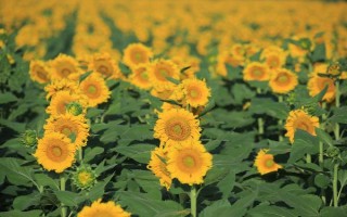 哪些花卉在正月開放，有梅花、水仙花、蟹爪蘭等品種