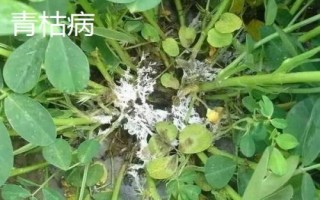 花生中后期常見的四種病害及防治方法，不同病害的防治方法不同