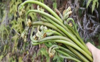 蕨菜和薇菜有什么區(qū)別，蕨菜通常偏紫色或呈褐色