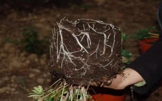 哪里有玫瑰花種植基地，基地在河北或者山東等地