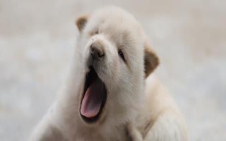 臘腸犬怎么飼養(yǎng)，平時(shí)要定期飼喂煮熟的肉食