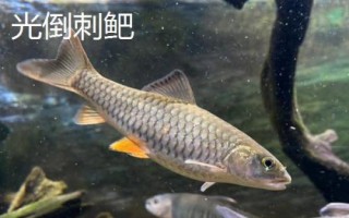 中華倒刺鲃與光倒刺鲃有什么區(qū)別，中華倒刺鲃的體態(tài)近似鯉魚