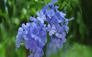 怎么修剪藍(lán)雪花，生長初期可進(jìn)行摘心和打頂