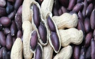 黑花生為什么無人大量種植，因為其產(chǎn)量低且出油率不高