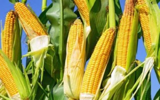 足玉8206玉米種子簡介，平均生育期138天