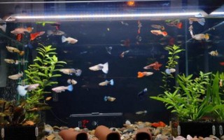 魚缸的魚天氣冷會(huì)凍死嗎，根據(jù)所養(yǎng)魚種決定