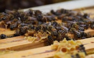 蜜蜂爬蜂病的種類和治療方法，包括蜜蜂螺原體病、蜜蜂孢子蟲病等類型