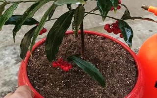 朱砂根的養(yǎng)殖方法，喜歡濕潤或半燥的氣候環(huán)境