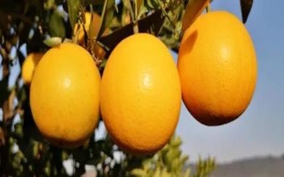 麻陽(yáng)冰糖橙還是贛南臍橙更好吃，主要取決于個(gè)人口味