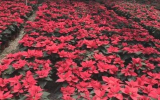 一品紅能不能放室內(nèi)，不建議在室內(nèi)養(yǎng)殖