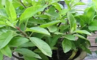 明日葉怎么栽培，經(jīng)過燙種、浸泡、催芽后再播種