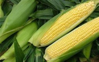 吉單558玉米品種簡介，4月下旬至5月上旬播種
