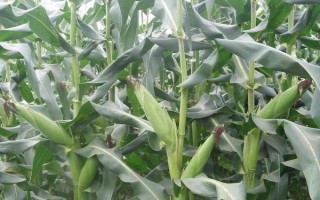 富爾116玉米種子簡(jiǎn)介，畝種植密度4500株